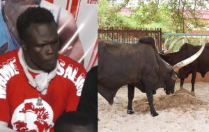 Le lutteur Feugueuleu au cœur d’une affaire de vol de bétail