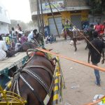 Maltraitance des chevaux : le ministère de l’Intérieur exige l’application stricte de la réglementation