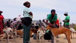 Cynophagie : au cœur du plus grand marché de chiens du Nigeria