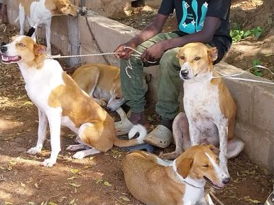 Hamo Tefess : des ressortissants nigérians surpris en train de préparer du « dibi » à base de viande de chien