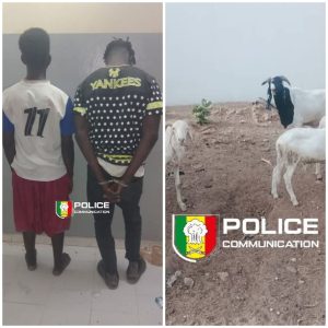 Vol de bétail : deux suspects arrêtés à Kaolack