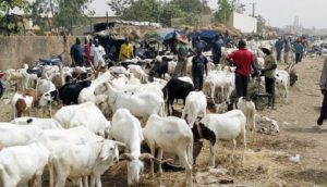 Vol de bétail à Dahra Djoloff : deux suspects arrêtés en possession de 24 moutons