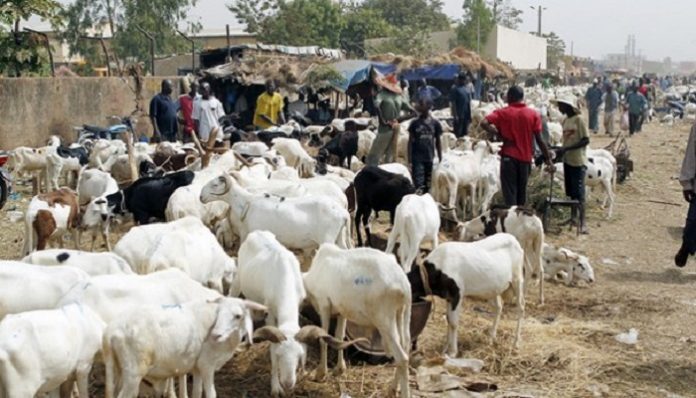 Vol de bétail à Dahra Djoloff : deux suspects arrêtés en possession de 24 moutons