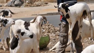 Tabaski célébrée le jeudi 28 mai 2026 au Sénégal