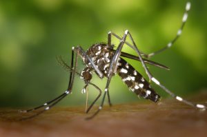 Moustique tigre : que faire en cas de piqûre ?