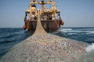 Nouvelles licences de pêche : les autorités optent pour un sursis en attendant une expertise scientifique