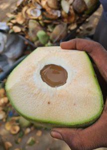 Pris en flagrant délit de vol sur un cocotier, il est battu à mort