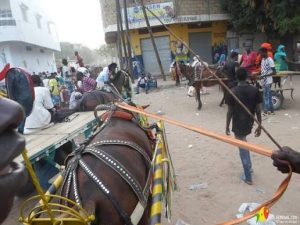 Kaffrine : deux voleurs d’un cheval et d’une charrette condamnés