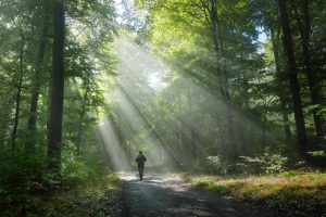 La recette d’une bonne santé : se balader en forêt en écoutant les oiseaux chanter !