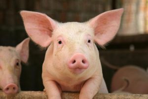 Il a vécu 9 mois avec un rein de porc en attendant sa greffe